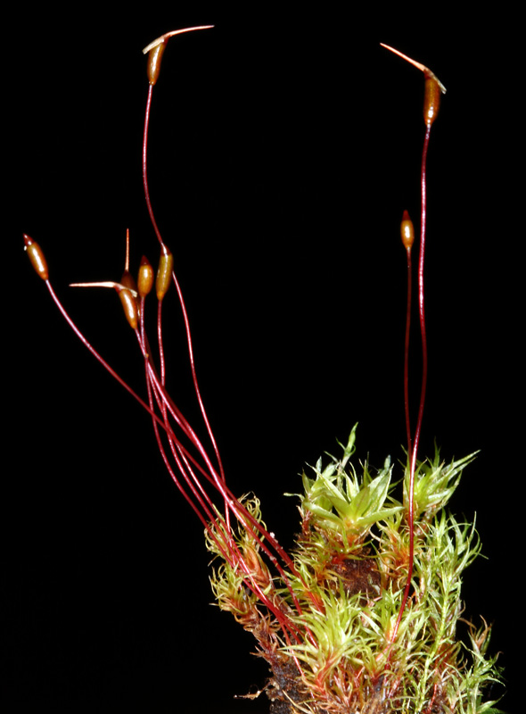Ceratodon purpureus
